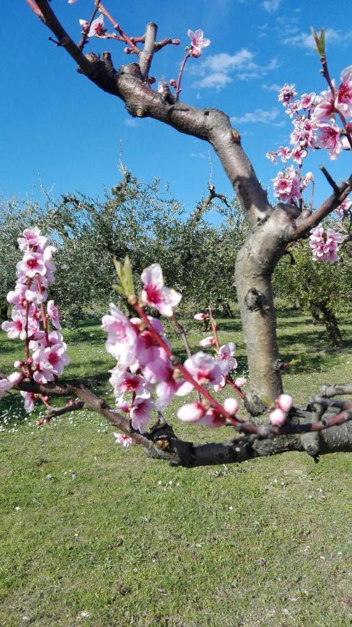 Appartamento Country house bike friendly Famiglia Belleggia Porto SantʼElpidio Esterno foto